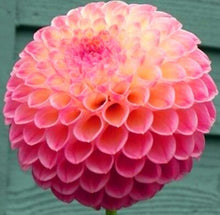 Load image into Gallery viewer, 50Pcs Dahlia Seeds Bonsai Flowers Plants beautiful and Popular Gaint Flower Seeds Bonsai Plant for Home Garden Potted Plantas decoration
