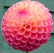 Load image into Gallery viewer, 100pcs Dahlia Seeds not Bulbs Dahlia flower bonsai temperate perennial flowering plants for home garden pot plants
