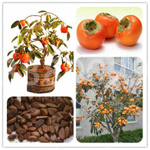 Load image into Gallery viewer, 20Pcs Persimmon Seeds Bonsai Exotic Bonsai Beautiful Delicious Diospyros Kaki Fruit Seeds Tree Home Garden Plants Fruit Bonsai Potted plants
