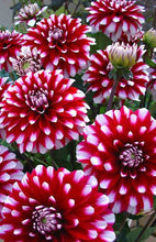 Load image into Gallery viewer, 100pcs Dahlia Seeds not Bulbs Dahlia flower bonsai temperate perennial flowering plants for home garden pot plants
