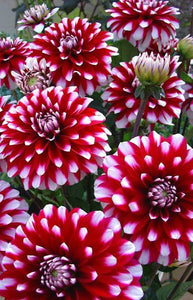 100pcs Dahlia Seeds not Bulbs Dahlia flower bonsai temperate perennial flowering plants for home garden pot plants