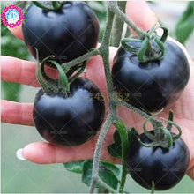 Load image into Gallery viewer, 200pcs Rare Tomato bonsai yellow &amp; black tomato plants vegetable seeds Organic non-transgenic high yield fruit and vegetables potted plant
