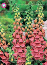 Load image into Gallery viewer, 100PCS Digitalis Purpurea Bonsai Plants Common Foxglove Flower Seeds Bonsai Mixed Flowers For home garaden planting plants
