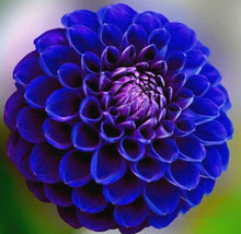 Load image into Gallery viewer, 50Pcs Dahlia Seeds Bonsai Flowers Plants beautiful and Popular Gaint Flower Seeds Bonsai Plant for Home Garden Potted Plantas decoration
