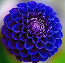 Load image into Gallery viewer, 100pcs Dahlia Seeds not Bulbs Dahlia flower bonsai temperate perennial flowering plants for home garden pot plants
