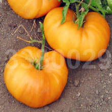 Load image into Gallery viewer, 200pcs Giant Big Tomato Seeds Bonsai Large Tasty Tomato Organic Food Bonsai Vegetables Seeds plants for home garden potted plants planting
