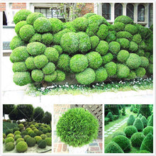 Load image into Gallery viewer, 50pcs courtyard juniper balls Seeds Outdoor bonsai tree  Perennial plants for home garden decor supplies Best packaging
