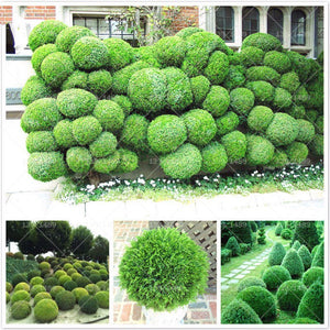 50pcs courtyard juniper balls Seeds Outdoor bonsai tree  Perennial plants for home garden decor supplies Best packaging