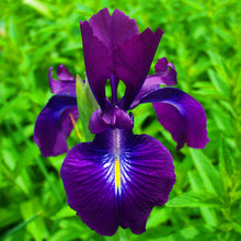 Load image into Gallery viewer, 40Pcs/Bag Rare Iris Bonsai Flower Seeds plants Multiple Colors Perennial Flower potted plants for home Garden plants
