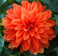 Load image into Gallery viewer, 50Pcs Dahlia Seeds Bonsai Flowers Plants beautiful and Popular Gaint Flower Seeds Bonsai Plant for Home Garden Potted Plantas decoration
