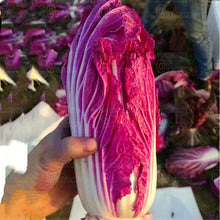 Load image into Gallery viewer, 100pcs Korea Purple Cabbage Seeds Bonsai Organic non-transgenic fruit and vegetable plants good taste and high nutrition garden plants
