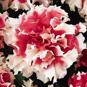 200pcs bonsai Double flap Petunia flower seeds plants perennial indoor or outdoor flowering potted plants for home garden