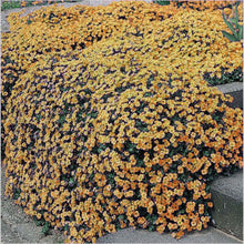 Load image into Gallery viewer, 200Pcs arabis Rock Cress Bonsai Plants Seeds Perennial Ground Cover Flowers Natural Growth For Home Garden Plants
