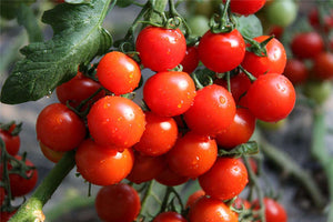 200 Pcs/bag Tomato Bonsai Plant Delicious Cherry Tomato Seeds Vegetables Edible Food Balcony Potted Planting Garden