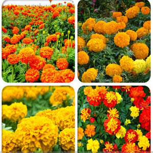 100pcs Marigold Seeds bonsai chrysanthemum flower plants four season planting garden chrysanthemum bonsai plants