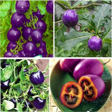 Load image into Gallery viewer, 200pcs Climbing Tomato Seeds mini cherry milk tomatoes bonsai fruit and vegetables plants seeds for home garden planting potted plant
