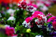 Load image into Gallery viewer, 200pcs bonsai Double flap Petunia flower seeds plants perennial indoor or outdoor flowering potted plants for home garden
