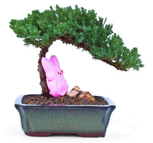 20pcs Rare Beautiful Juniper Bonsai Tree Seeds Potted Flower Office Bonsai Purify The Air