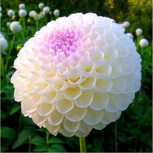 Load image into Gallery viewer, Dahlia Bonsai multiple colour dahlia flower(not bulbs) perennial flowering plants decorative home garden flower plants
