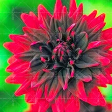 Load image into Gallery viewer, Dahlia Bonsai multiple colour dahlia flower(not bulbs) perennial flowering plants decorative home garden flower plants
