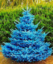 Load image into Gallery viewer, 50Pcs Rare Evergreen Colorado Blue Spruce Seeds bonsai Picea Pungens Glauca Tree bonsai plants Garden Potted Planters bonsais Sementes Seeds
