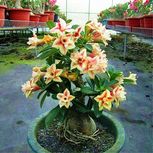 Desert Rose Seeds Bonsai Adenium obesum flower seeds bonsai plants flowering potted plant for home garden flores plantas