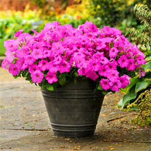 Load image into Gallery viewer, 200pcs Solid color petunia bonsai seeds spring-sowed autumn sowing petunia flower seeds bonsai balcony mirage flowers home garden
