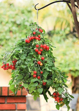 Load image into Gallery viewer, 500pcs/bag Mini tomato Seeds plantas rare fruit and vegetables plant organic edible fruit potted home garden mini bonsai plants
