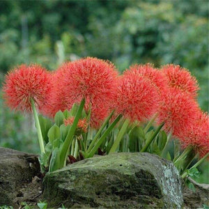 100pcs Mixed Colour Giant Onion flower Allium Giganteum Beautiful Flowers home Garden potted Plant Rare Flower For Children