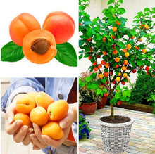 Load image into Gallery viewer, 2pcs/bag Bonsai Dwarf Apricot tree seeds Armeniaca fruit seeds Delicious edible Landscape Plant for home garden potted plants
