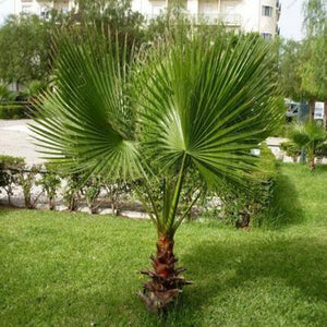 5pcs bonsai Green Palm Seeds Tree Garden Evergreen Trachycarpus Cycad Tree Bonsai Plants For Home Garden plants