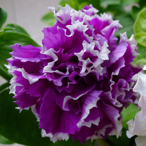 200pcs bonsai Double flap Petunia flower seeds plants perennial indoor or outdoor flowering potted plants for home garden