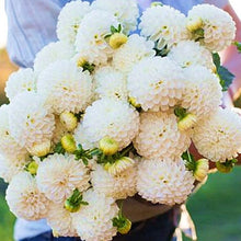 Load image into Gallery viewer, 100pcs Dahlia Seeds not Bulbs Dahlia flower bonsai temperate perennial flowering plants for home garden pot plants
