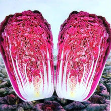 Load image into Gallery viewer, 100pcs Korea Purple Cabbage Seeds Bonsai Organic non-transgenic fruit and vegetable plants good taste and high nutrition garden plants
