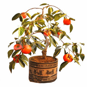 20Pcs Persimmon Seeds Bonsai Exotic Bonsai Beautiful Delicious Diospyros Kaki Fruit Seeds Tree Home Garden Plants Fruit Bonsai Potted plants