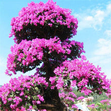 Load image into Gallery viewer, 20 Pcs/bag Rare Bonsai Azalea Flower Seeds Home Garden Plants Looks Like Sakura Japanese Cherry Blooms Flower
