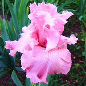 40Pcs/Bag Rare Iris Bonsai Flower Seeds plants Multiple Colors Perennial Flower potted plants for home Garden plants