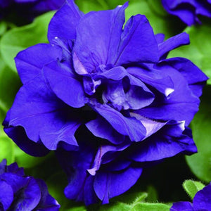 200pcs bonsai Double flap Petunia flower seeds plants perennial indoor or outdoor flowering potted plants for home garden