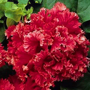 200pcs bonsai Double flap Petunia flower seeds plants perennial indoor or outdoor flowering potted plants for home garden