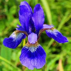 40Pcs/Bag Rare Iris Bonsai Flower Seeds plants Multiple Colors Perennial Flower potted plants for home Garden plants