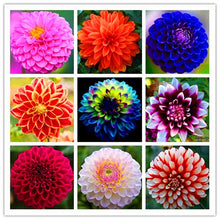 Load image into Gallery viewer, 50Pcs Dahlia Seeds Bonsai Flowers Plants beautiful and Popular Gaint Flower Seeds Bonsai Plant for Home Garden Potted Plantas decoration
