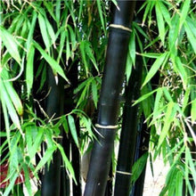 Load image into Gallery viewer, 20pcs bamboo Seeds Bambusa ventricosa bonsai plants perennial Bambus bambu potted plantas for home garden decoration plant
