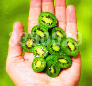 200pcs Kiwi Fruit Seeds Tree Bonsai Rare Mini Kiwiberry Bonsai Delicious Organic High Nutritional Fruit For Home Garden Potted Plants