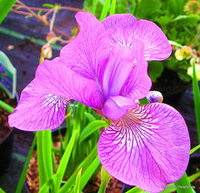 Load image into Gallery viewer, 40Pcs/Bag Rare Iris Bonsai Flower Seeds plants Multiple Colors Perennial Flower potted plants for home Garden plants
