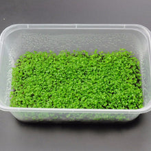 Load image into Gallery viewer, 1000Pcs/Bag bonsai Aquarium Grass Seeds Water Aquatic Plants Seeds Decorate The Aquarium seeds bonsai mini potted plants for home Fish tank
