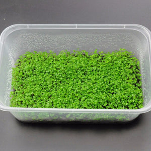 1000Pcs/Bag bonsai Aquarium Grass Seeds Water Aquatic Plants Seeds Decorate The Aquarium seeds bonsai mini potted plants for home Fish tank