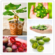 Load image into Gallery viewer, 200pcs Kiwi Fruit Seeds Tree Bonsai Rare Mini Kiwiberry Bonsai Delicious Organic High Nutritional Fruit For Home Garden Potted Plants
