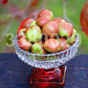 200pcs Kiwi Fruit Seeds Tree Bonsai Rare Mini Kiwiberry Bonsai Delicious Organic High Nutritional Fruit For Home Garden Potted Plants