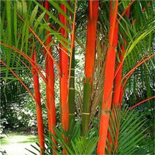 Load image into Gallery viewer, 20pcs bamboo Seeds Bambusa ventricosa bonsai plants perennial Bambus bambu potted plantas for home garden decoration plant
