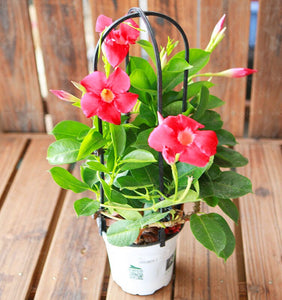 100pcs/bag Mandevilla Dipladenia Seeds Bonsai indoor plants Ornamental Plant for home garden courtyard